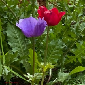 91192868_2925727200826483_7037988102786252800_n