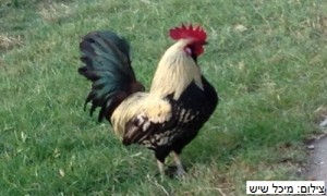 attach - עותק - עותק