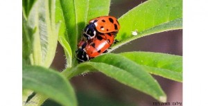 צילום מאיה רמז