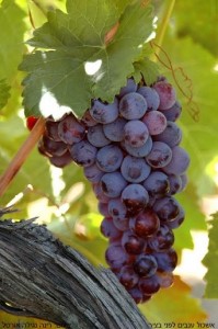 אשכול ענבים - עותק