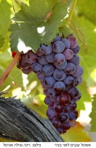 אשכול ענבים - עותק