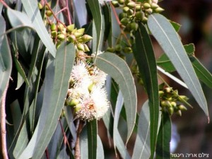 אקליפטוס המקור