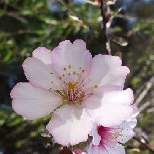 יעל שקדיה - עותק - עותק