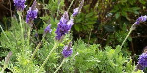 20150311_130525 - עותק