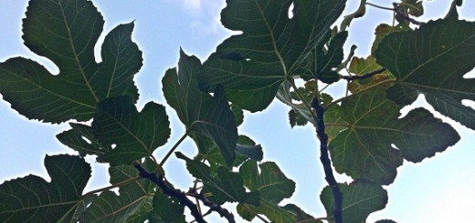 IMG-20161031-WA0000
