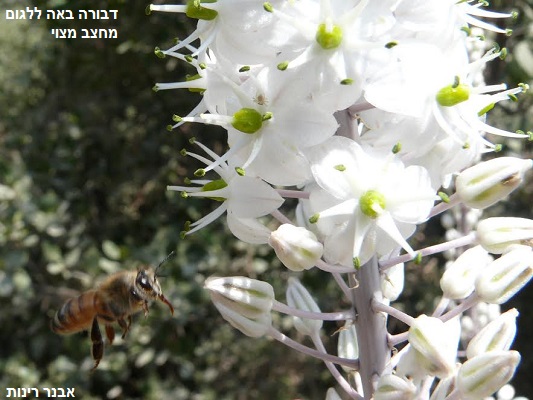 החודש בטבע - שרביטי חצב בישראל – לראותם בלבד! - קשר סבתא